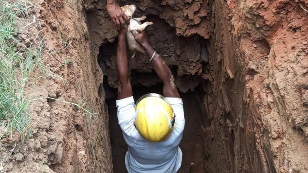 Puppy rescued from borewell