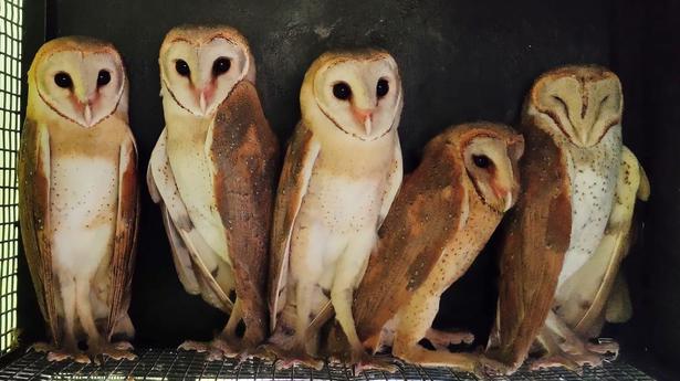Barn owls spread wings to freedom after two months care by Forest Dept.