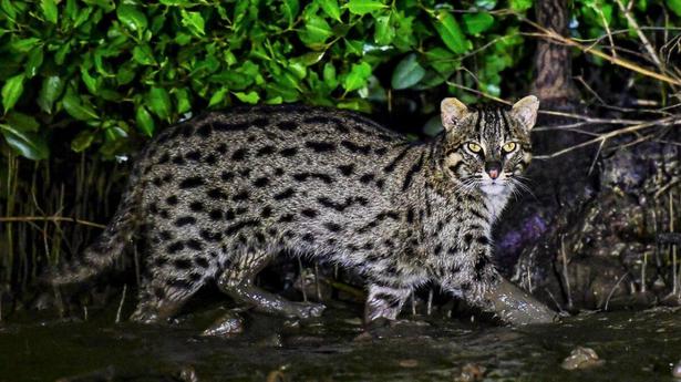 Watch | World’s first fishing cat census at Chilika lake