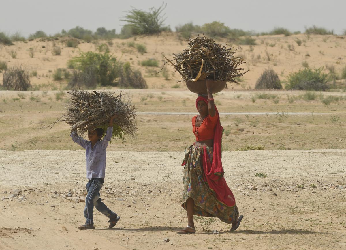 Sizzling hot day: A woman and her son carry firewood amid the blistering heatwave in Churu district. 