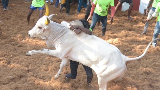 45 bull tamers injured in jallikattu