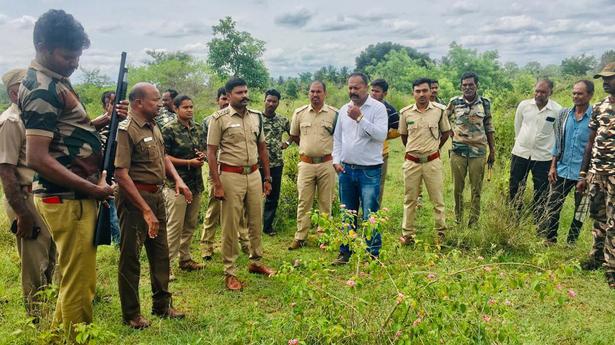 Tamil Nadu, Karnataka forest departments to monitor movement of tiger that killed 3 cows at Talavadi