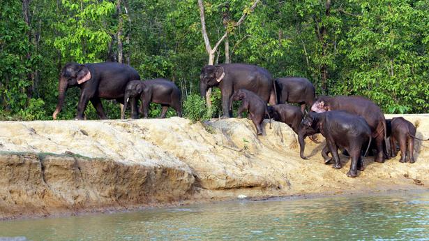 Odisha struggling to deal with elephant poaching