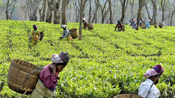In LS, Opposition terms ₹1,000 cr. package for tea industry jumla, Minister hits back