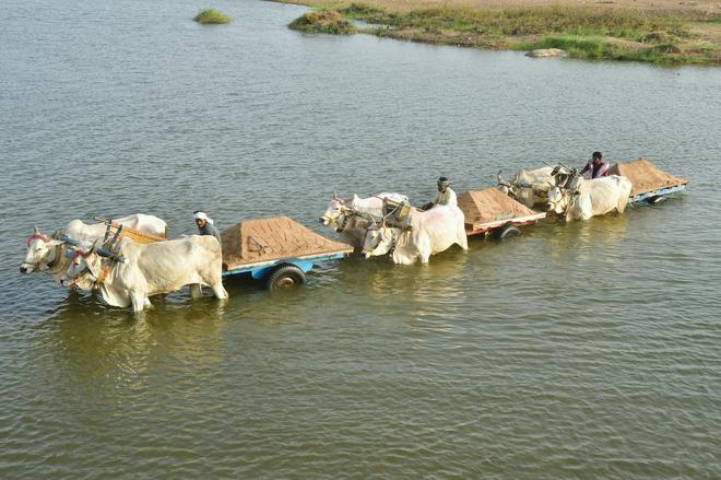 Sand run: Sand loads from the Munneru river at Penuganchipolu in NTR district of Andhra Pradesh are transported using bullock carts to distant places.
