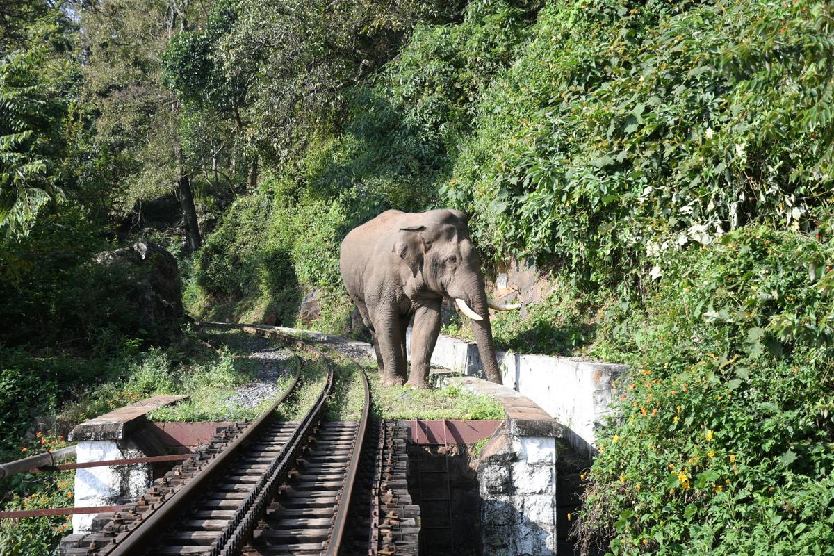 A tusker  crossing a concrete structure at a railway track near Coonoor.  File 