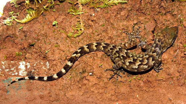 Army tag for new gecko from Meghalaya