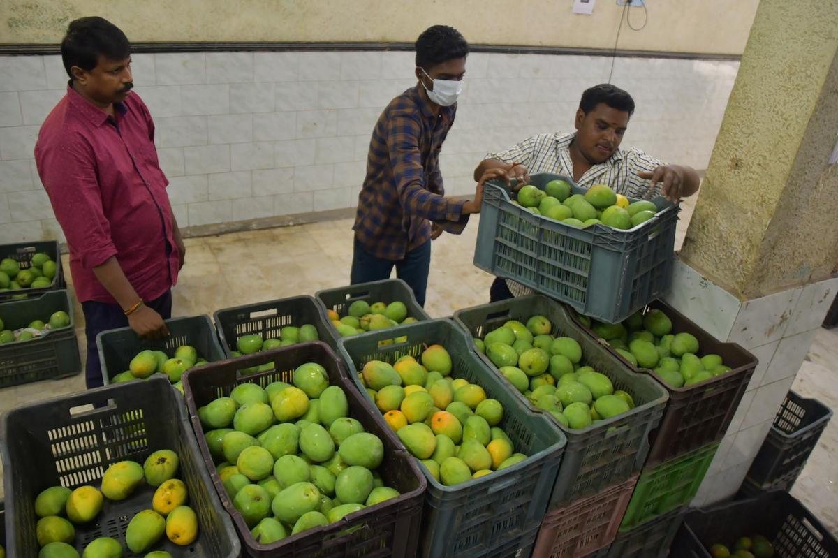 Mangoes are being stocked at a godown in Salem in Tamil Nadu