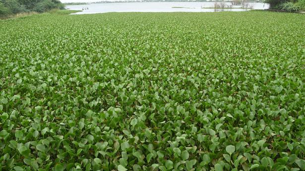 Water hyacinth chokes Vandiyur tank - The Hindu