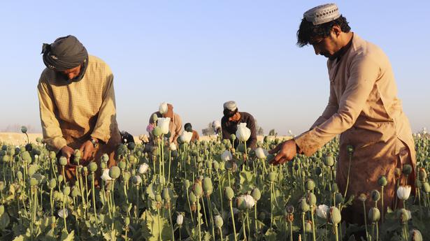 Taliban announce ban on poppy production in Afghanistan