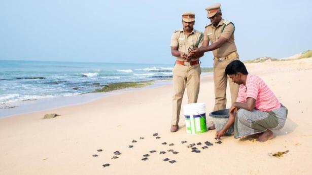 98 Olive Ridley hatchlings released into sea