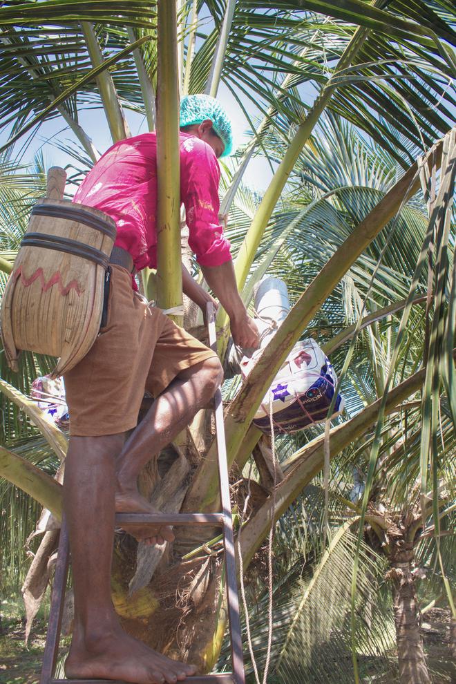 At the coconut grove in  palladam, coconut sap is being tapped using ice box technology. 