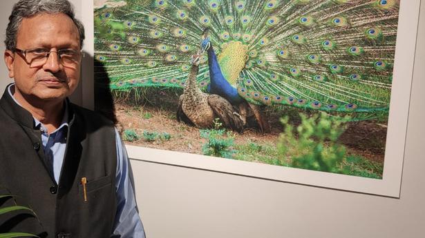 Shattering myths: An exhibition on peafowl