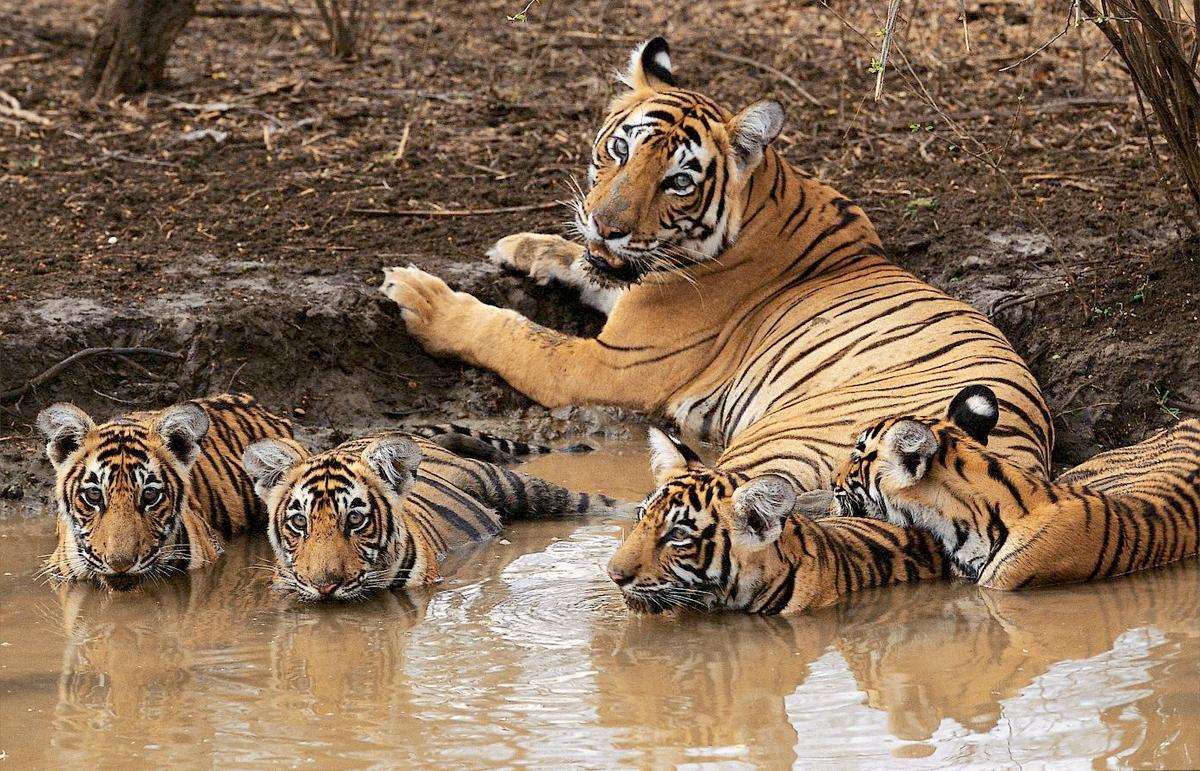 A tigress with her cubs at Sariska National Park in Rajasthan.