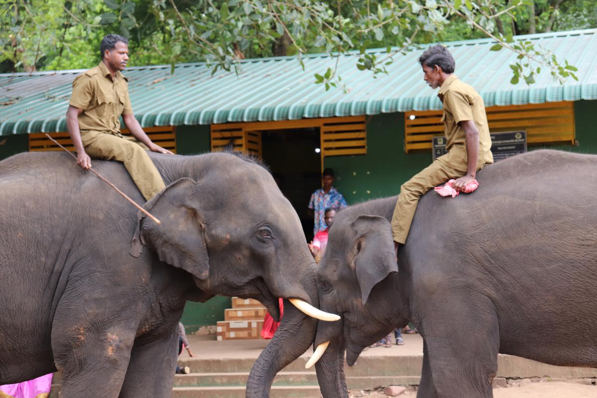 Mahouts training two kumkis for elephant driving out operations.
