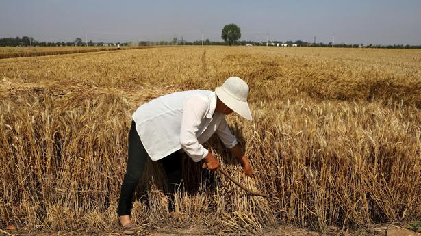 UN: World food prices hit a 10-year-high; wheat harvests a factor
