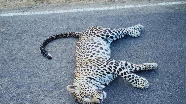 Leopard found dead 