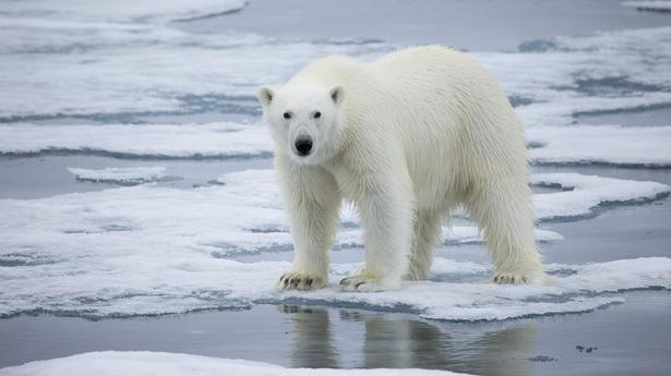 India hopes for permanent presence in Arctic