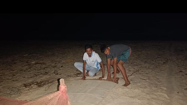 Students join sea turtle protection movement