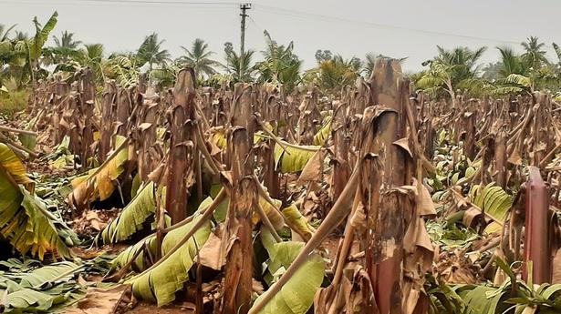 Strong winds damage banana crops in Bhavani taluk