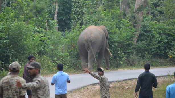 As elephants get near, people live in constant fear