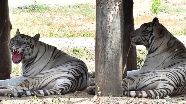 Vandalur zoo gets ready to beat the summer heat