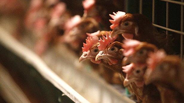 Fire in poultry farm near Coimbatore kills 8,500 chickens 