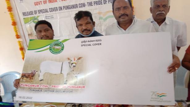 Postal cover on Punganur cow brings cheer to officials, farmers