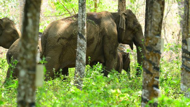 Elephant herd at Palappilly refuses to return to forest