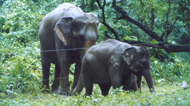 Elephant carries body of her calf in north Bengal for two days