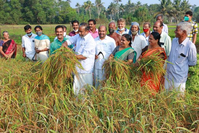 Agriculture Minister P. Prasad inaugurating the harvest of paddy cultivated by a doctor at Kanjikuzhy in Alappuzha on Saturday.