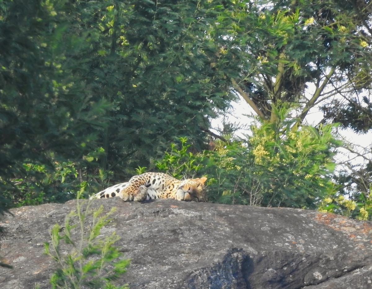 Leopard sunning on a rock in the Nilgiris