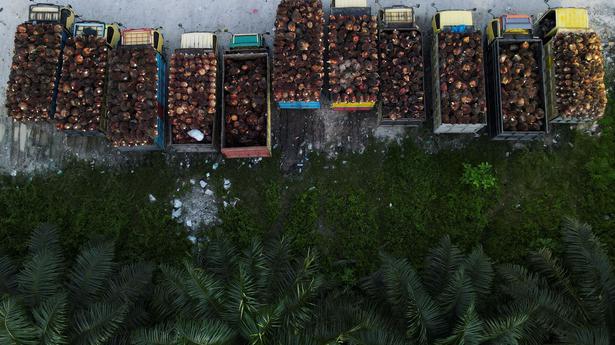 Palm oil imports surge to seven-month high in May despite Indonesia’s ban