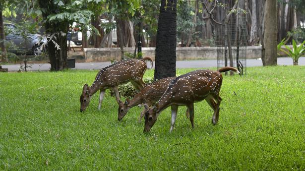 Three spotted deer die at IIT in suspected anthrax case
