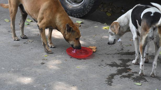 As temperatures soar, animal lovers quench the thirst of strays