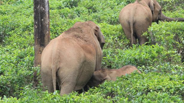 Man killed in accidental encounter with wild elephant in O’Valley