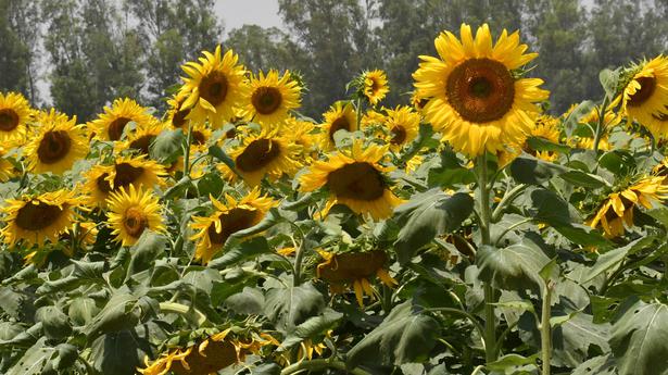 Russia-Ukraine conflict hits sunflower oil imports; industry weighs options in other countries