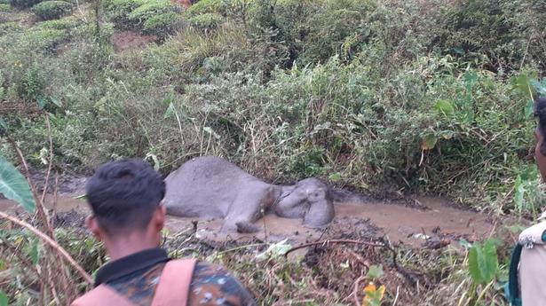 Forest Department staff rescue female elephant stuck in marsh