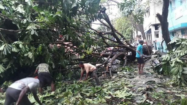 Rain brings relief from heat; trees uprooted at 12 locations