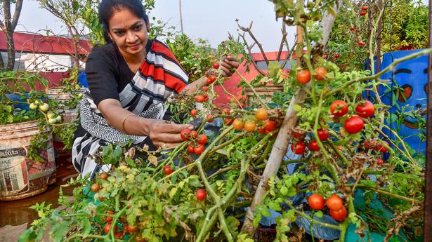 Mulberry, sugarcane and bush orange: Meet three organic gardeners who are growing it all on their terraces