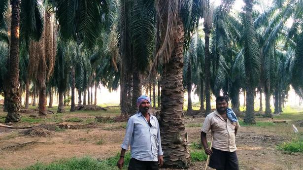 Andhra Pradesh: Vexed Konaseema farmers declare crop holiday in Godavari delta 