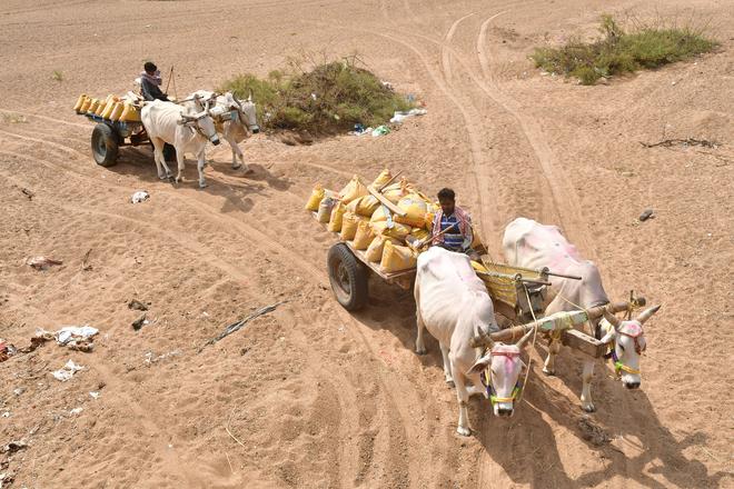 Bending under load: Cattle are forced to carry up to 25 bags of graded sand on every trip.
