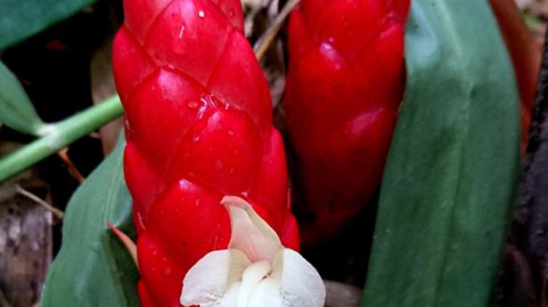 Researchers report new plant variety belonging to ginger family
