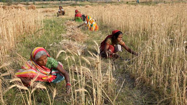 Govt’s wheat purchases set to halve; no plans to curb exports: Food secretary