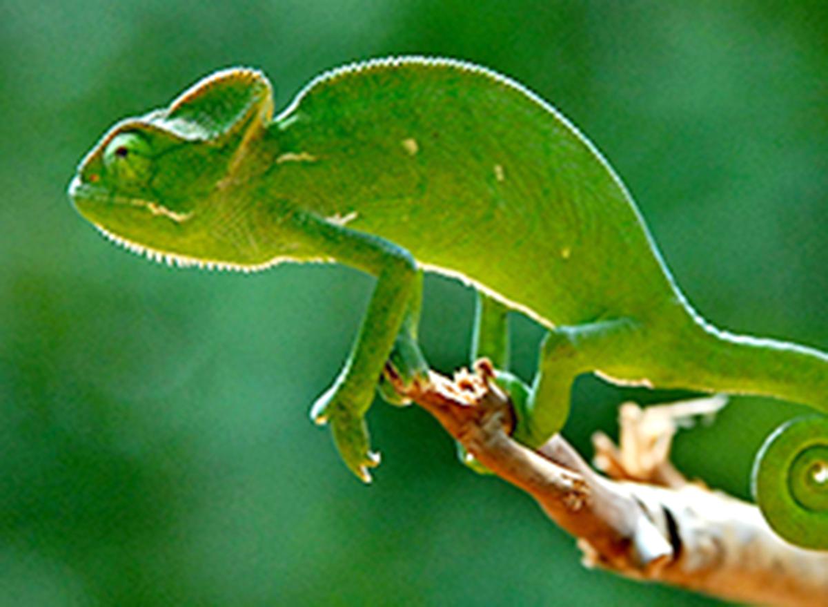 A chameleon that was spotted at the Kambalakonda Eco-Tourism Park