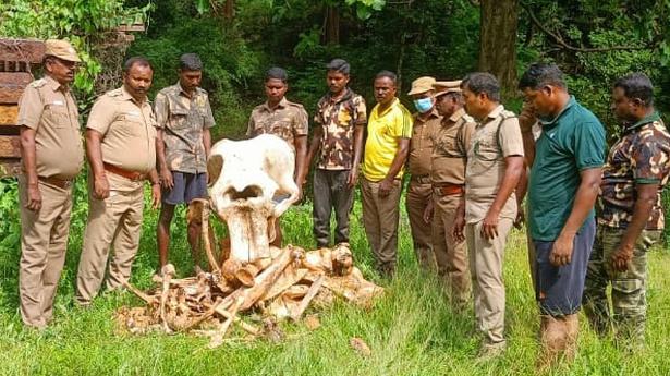 Skeletal remains of elephant found in PAP tunnel