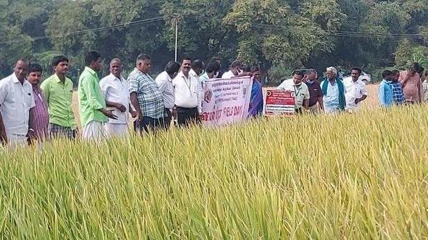 Field day to popularise new paddy variety