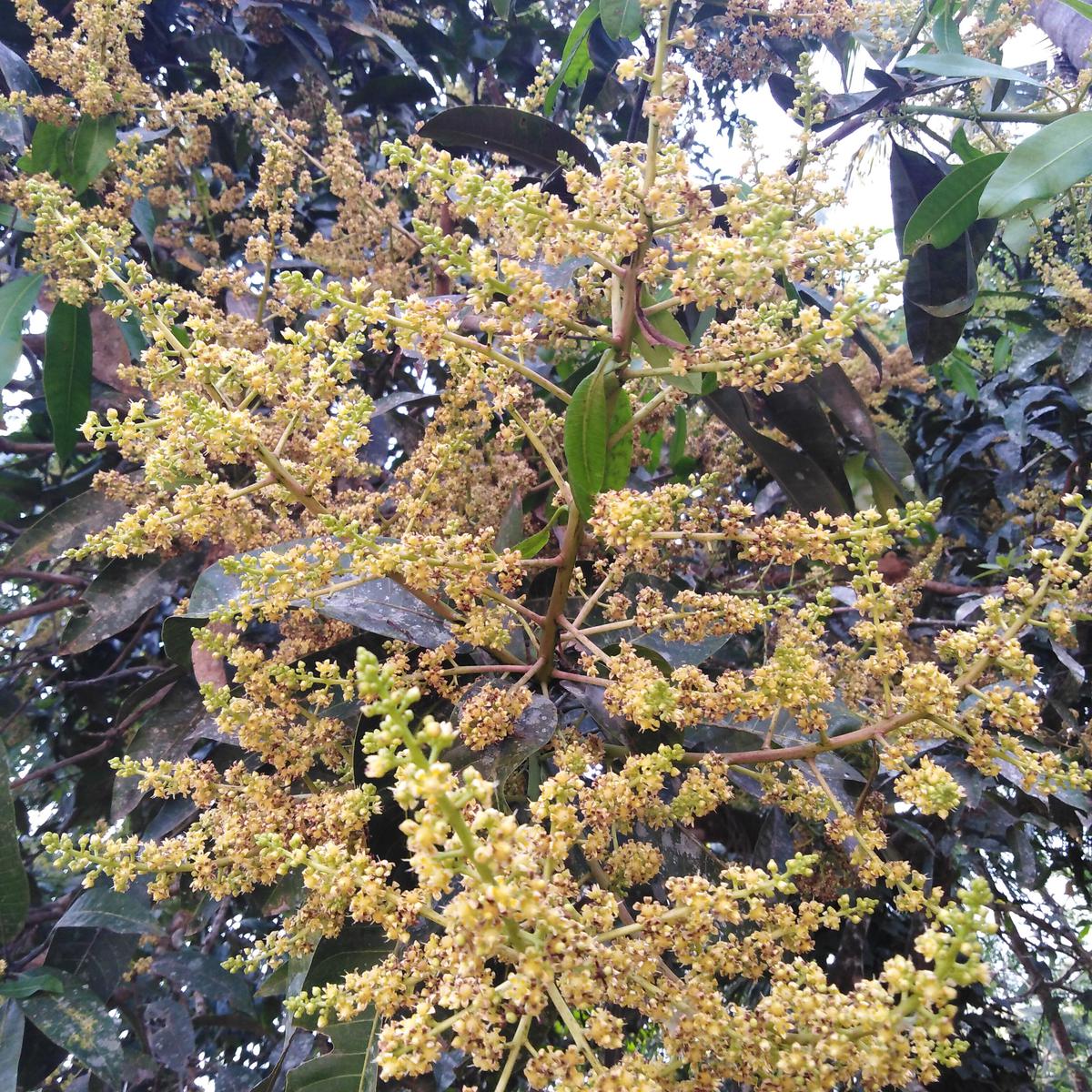 Blossoms of the Kuttiattoor mango