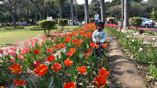 Tulips at Shanti Path a big draw with visitors