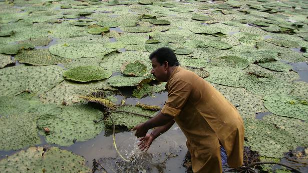 Efforts to promote U.P.'s 'Kalanamak' rice, Bihar's 'makhana' earn PM's award